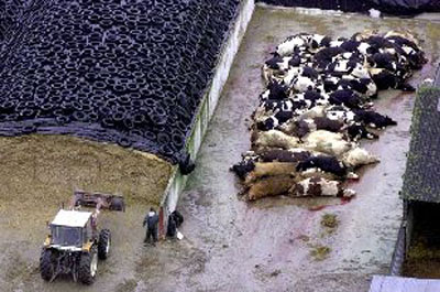 Reses asesinadas por las FACR